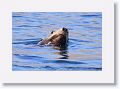 Day2-AM-LasAnimas - 30 * California Sea Lion. * California Sea Lion.